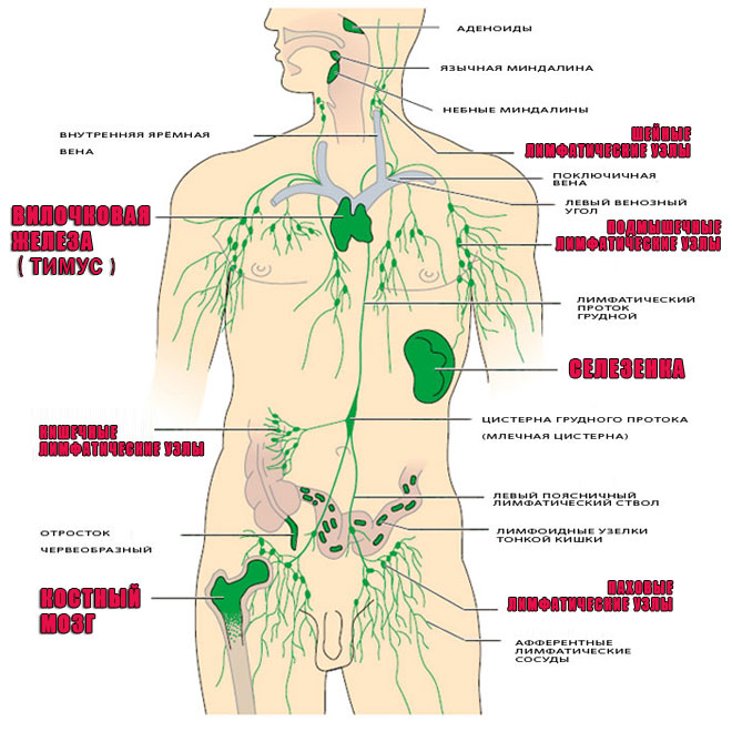 иммунная система организма человека 