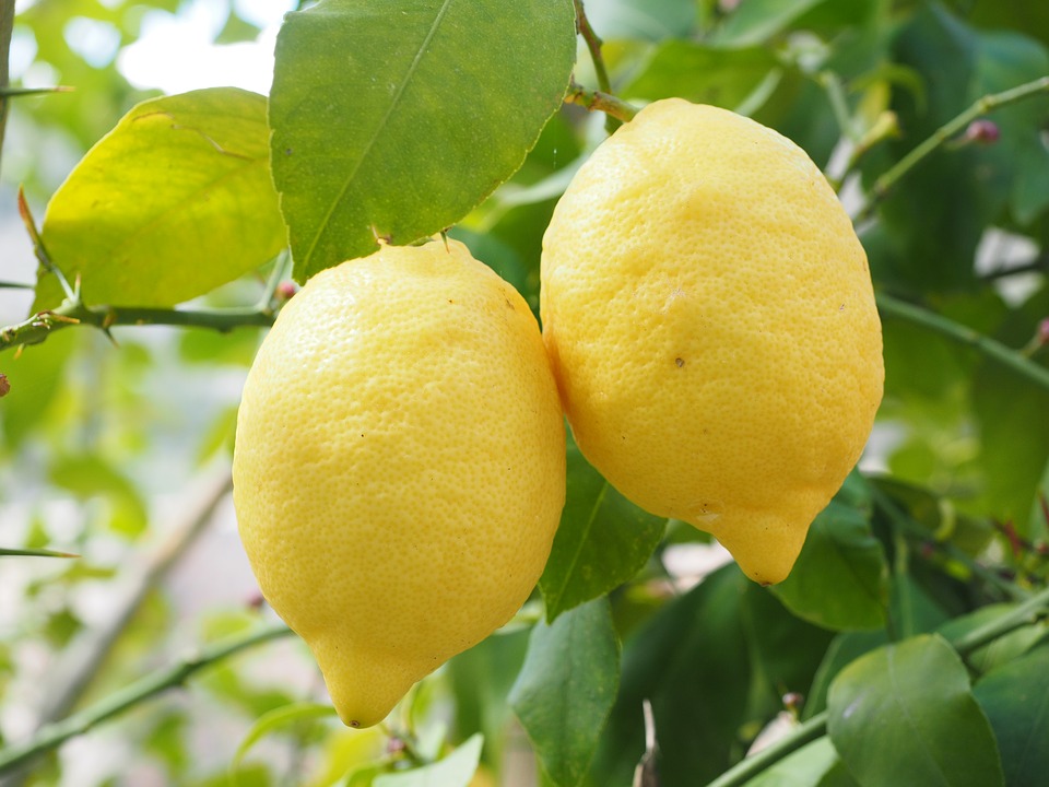 Чем полезен лимон для нашего организма