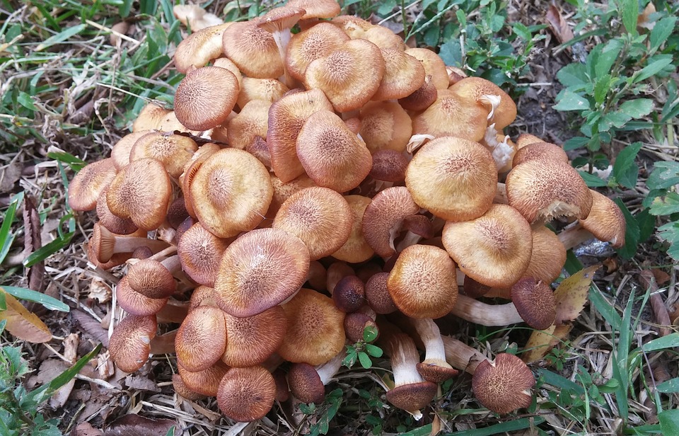 Съедобные грибы опята