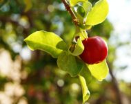 Миниатюра к статье Ацерола и ее экстракт - уникальные свойства и применение барбадосской вишни