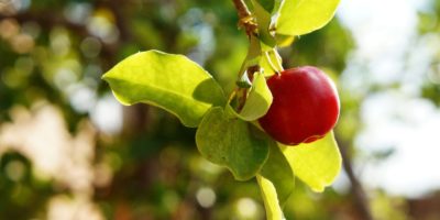 Миниатюра к статье Ацерола и ее экстракт – уникальные свойства и применение барбадосской вишни