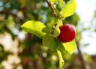Миниатюра к статье Ацерола и ее экстракт — уникальные свойства и применение барбадосской вишни