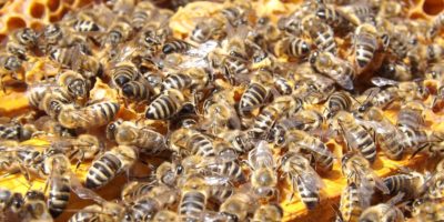 Миниатюра к статье Пчелиный подмор – что это такое, чем он полезен и как его применять?