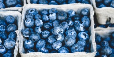 Миниатюра к статье Черника обыкновенная  – полезные свойства ягоды и применение в медицине