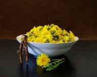 Миниатюра к статье Цветки одуванчика - полезные свойства и рецепты применения