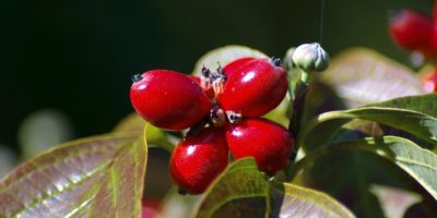 Миниатюра к статье Кизил – чем полезна кислая ягодка для нашего здоровья?