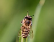 Миниатюра к статье Пчелиный яд - полезные свойства апитоксина и способы его применения