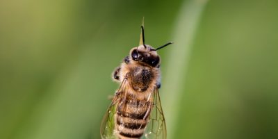 Миниатюра к статье Пчелиный яд — полезные свойства апитоксина и способы его применения