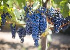 Миниатюра к статье Экстракт виноградных косточек – секрет здоровья  и долголетия в таблетках
