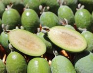 Миниатюра к статье Чем полезен экзотический фрукт фейхоа  - секреты применения плодов
