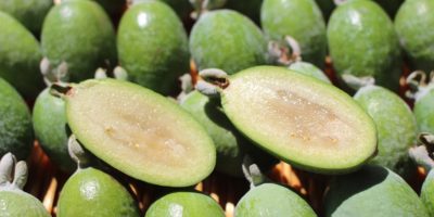 Миниатюра к статье Чем полезен экзотический фрукт фейхоа  — секреты применения плодов
