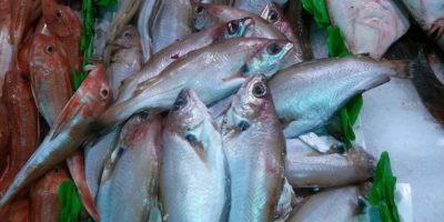 Миниатюра к статье Чем полезна рыба путассу и как  ее правильно готовить?