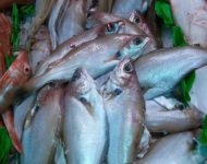 Миниатюра к статье Чем полезна рыба путассу и как  ее правильно готовить?
