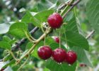 Миниатюра к статье Чем полезна вишня для здоровья человека — секреты сочной ягоды