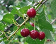 Миниатюра к статье Чем полезна вишня для здоровья человека - секреты сочной ягоды