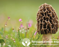 Миниатюра к статье Фунготерапия  - все о том, как лечиться целебными грибами