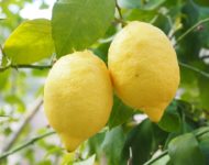 Миниатюра к статье Чем полезен лимон для нашего организма  - секреты употребления