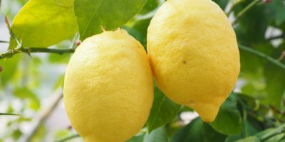 Миниатюра к статье Чем полезен лимон для нашего организма  — секреты употребления
