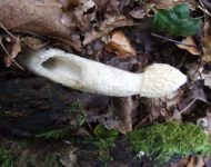 Миниатюра к статье Уникальный гриб веселка - полезные свойства и рецепты применения