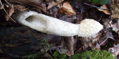 Миниатюра к статье Уникальный гриб веселка — полезные свойства и рецепты применения
