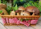Миниатюра к статье Чем полезны лесные грибы для здоровья человека –  грибные секреты