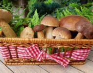 Миниатюра к статье Чем полезны лесные грибы для здоровья человека -  грибные секреты