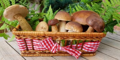 Миниатюра к статье Чем полезны лесные грибы для здоровья человека —  грибные секреты