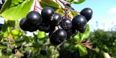Миниатюра к статье Рябина черноплодная – натуральное природное средство от повышенного давления