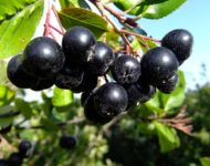 Миниатюра к статье Рябина черноплодная - натуральное природное средство от повышенного давления
