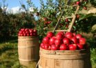 Миниатюра к статье Как приготовить моченые яблоки на зиму в домашних условиях – вкусные рецепты