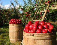 Миниатюра к статье Как приготовить моченые яблоки на зиму в домашних условиях - вкусные рецепты