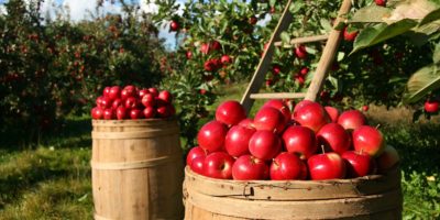 Миниатюра к статье Как приготовить моченые яблоки на зиму в домашних условиях — вкусные рецепты