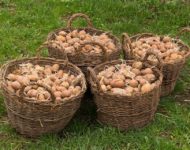 Миниатюра к статье Проростки картофеля - лечебные свойства и рецепты применения