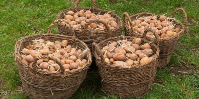 Миниатюра к статье Проростки картофеля — лечебные свойства и рецепты применения