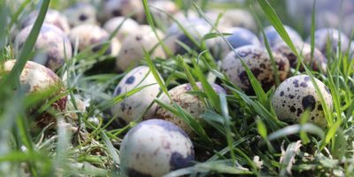 Миниатюра к статье Перепелиные яйца —  уникальные полезные свойства и рецепты приготовления