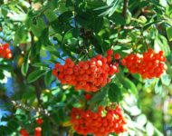 Миниатюра к статье Рябина обыкновенная - лекарственные свойства красных ягод