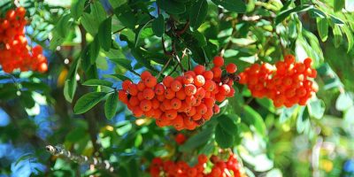 Миниатюра к статье Рябина обыкновенная — лекарственные свойства красных ягод