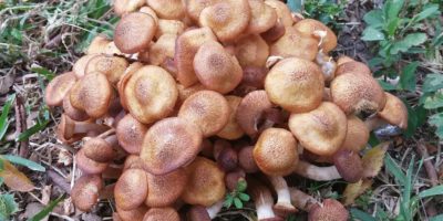 Миниатюра к статье Съедобные грибы опята — секреты сбора и правила приготовления